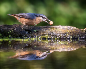 bird on a branch