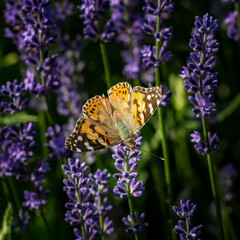 butterfly on flower