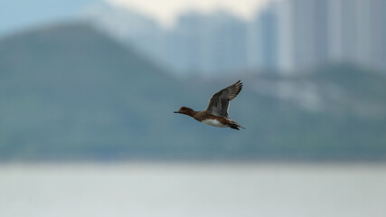 A flying wild duck is flying over the sea, with modern urban buildings in the background.