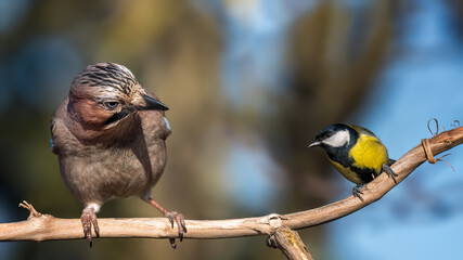 bird
