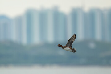 A flying wild duck is flying over the sea, with modern urban buildings in the background.