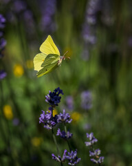 butterfly on a flower