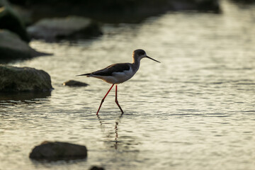 silhouette of Black-winged stilt on golden beach