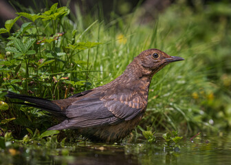bird