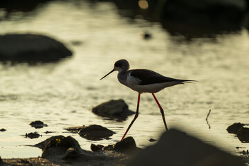 silhouette of Black-winged stilt on golden beach