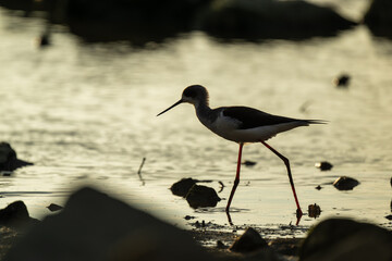 Silhouette of a Black-winged stilt looking for food on the beach.