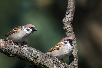 bird on a branch
