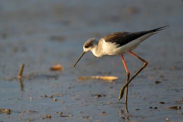 Black-winged stilt looking for food on the beach.