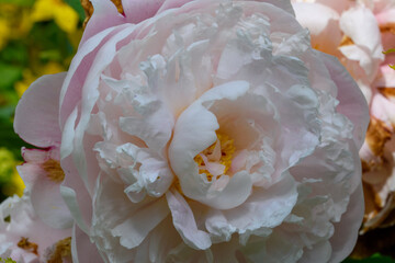 Nahaufnahme einer blühenden Pfingstrose, Paeonia, in meinem Garten. Es ist Frühling.