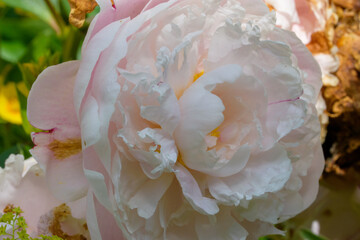 Nahaufnahme einer blühenden Pfingstrose, Paeonia, in meinem Garten. Es ist Frühling.
