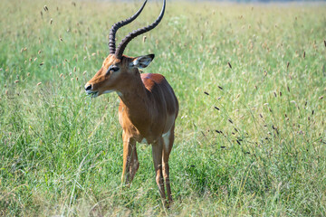 Thomson's gazelle, tommy antelope, Eudorcas thomsonii,Nairobi Park, Kenya