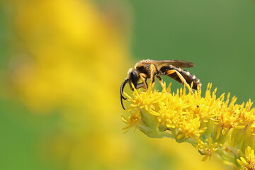 sui fiori gialli