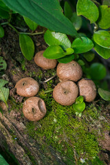 Puffball mushrooms (Lycoperdaceae) in Sao Francisco de Paula, South of Brazil