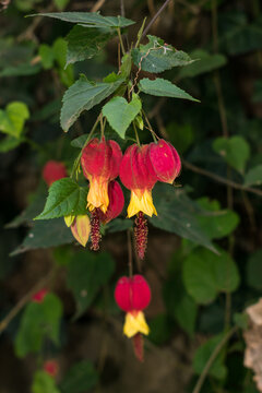 Trailing abutilon (Abutilon megapotamicum) flowers, native plant in Sao Francisco de Paula, South of Brazil