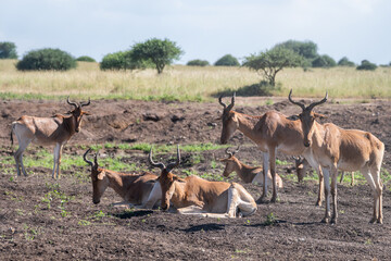 Herd of Topi antelope, can be seen both standing and lying, Nairobi Park, Kenya