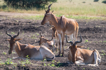 Herd of Topi antelope, can be seen both standing and lying, Nairobi Park, Kenya
