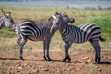 Zebras can be seen standing an in a field, Nairobi Park, Kenya