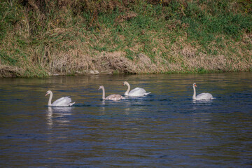 Eine Familie Höckerschwäne schwimmen in der Isar