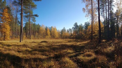 Sunny autumn day in a forest clearing with tall trees and golden leaves.