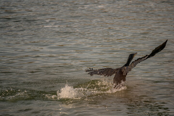 Ein Kormoran beim Abheben