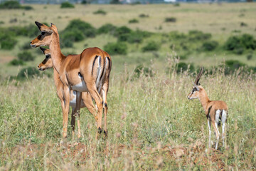 Naklejka premium Thomson's gazelle, tommy antelope, Eudorcas thomsonii,Nairobi Park, Kenya