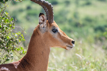 Thomson's gazelle, tommy antelope, Eudorcas thomsonii,Nairobi Park, Kenya