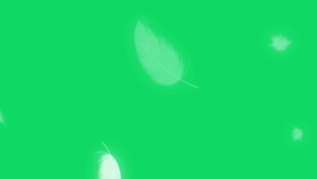 The white feather in green screen.