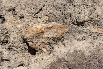 Petrified wood embedded in a cliff face