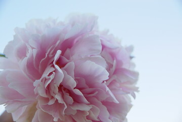 Peony Sarah Bernard on a white background