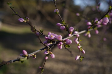 lilac branch in spring