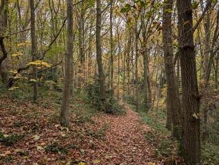 A British woodland in autumn
