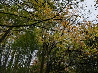 A British woodland in autumn