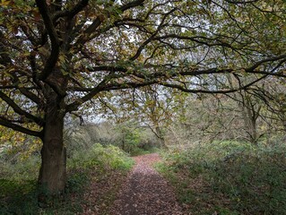 A British woodland path in autumn