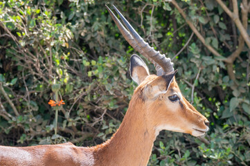 Thomson's gazelle, tommy antelope, Eudorcas thomsonii,Nairobi Park, Kenya