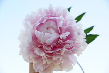 Peony Sarah Bernard on a white background
