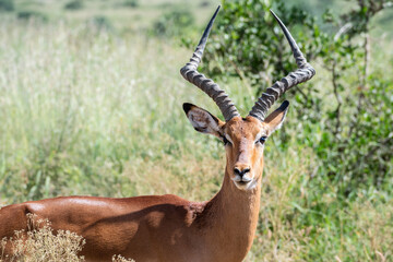 Thomson's gazelle, tommy antelope, Eudorcas thomsonii,Nairobi Park, Kenya
