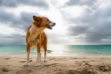 Dog standing at beach with ocean and dramatic sky in background