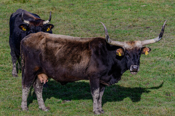 Eine Heckrind-Kuh