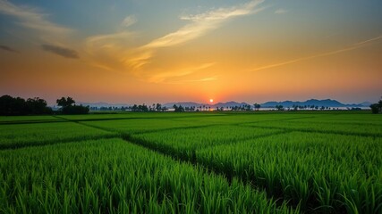 Obraz premium Gorgeous sunset view over lush green rice fields at Huay Tung Tao Lake in the evening, nature, rice fields, scenic