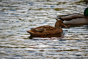 Ente auf dem Wasser mit spiegelnder Oberfläche