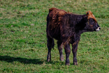 Ein junges Heckrind