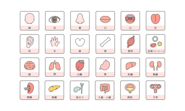人体　脳　臓器　内臓　体のパーツ　イラストセット（説明あり）
