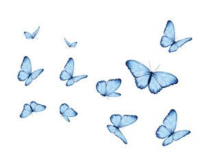 set of butterflies blue vector