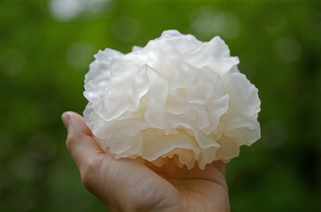 A hand is holding a tremella mushroom ( Tremella fuciformis ), showcasing its white, gelatinous texture against a natural background of forest