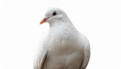 Obraz premium white pigeon or dove standing isolate on transparency background PNG