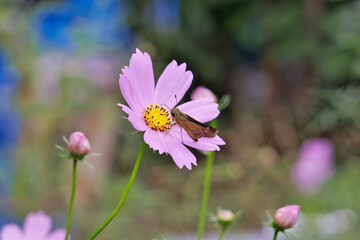 Fototapeta premium コスモスとセセリチョウ