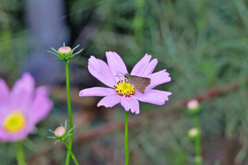 コスモスとセセリチョウ