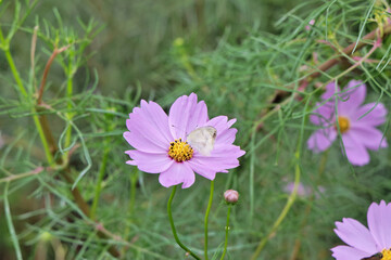 Fototapeta premium コスモスとモンシロチョウ