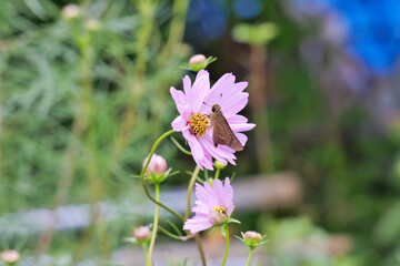 コスモスとセセリチョウ