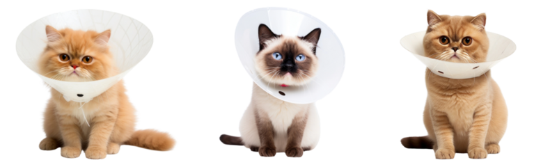 Cats wearing protective cones png cut out element set